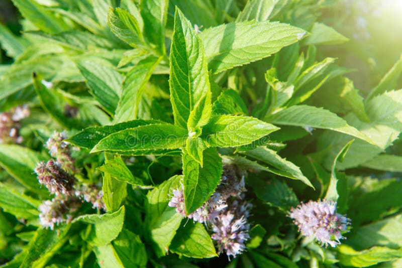 Mentha suaveolens - Вікіпедія