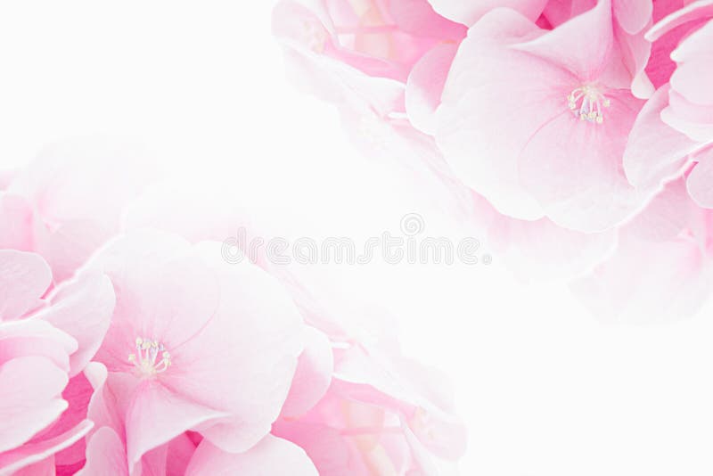 Blossom hydrangea - pink flower on a white background.