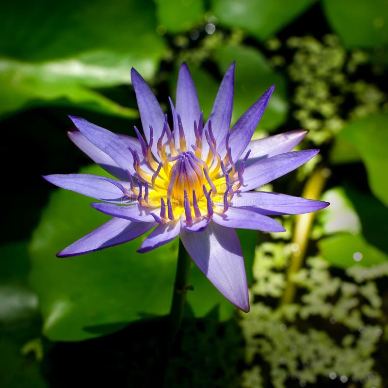 Blossom Lotus Flower. stock image. Image of quiet, oriental 37624759