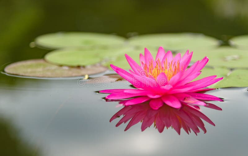 Blossom lotus flower in thailand stock image Blossom lotus flower in thailand stock image