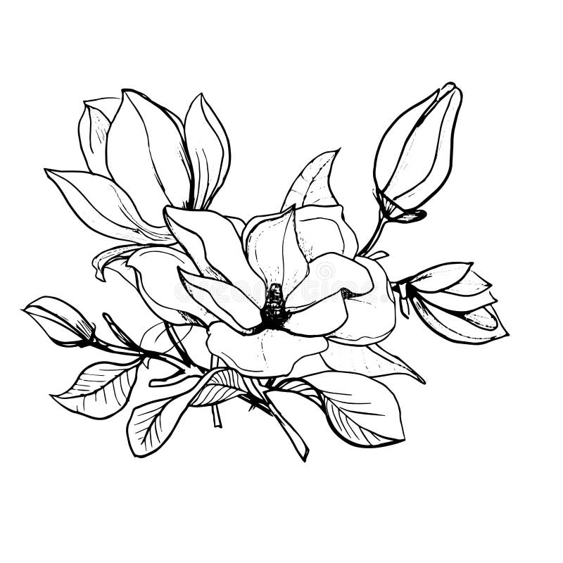 Blossom of Magnolia. Hand Draw Sketch. Outline Bunch of Flowers and