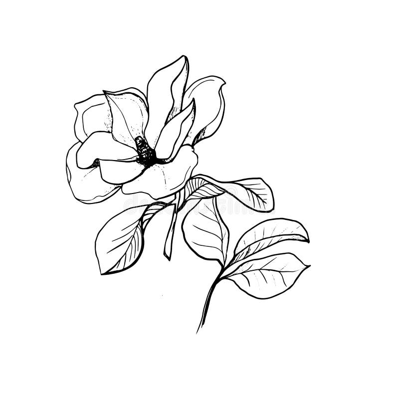 Blossom of Magnolia. Hand Draw Sketch Stock Vector - Illustration of ...