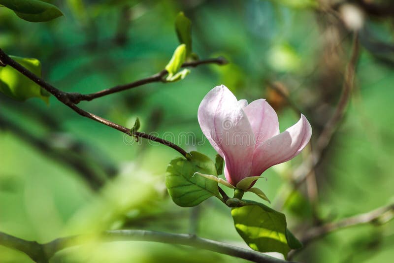 Blossom of Magnolia tree. Beautiful pink magnolia flower on natural abstract soft floral background. Spring flowers in the Botanical Garden. Spring blooming background.