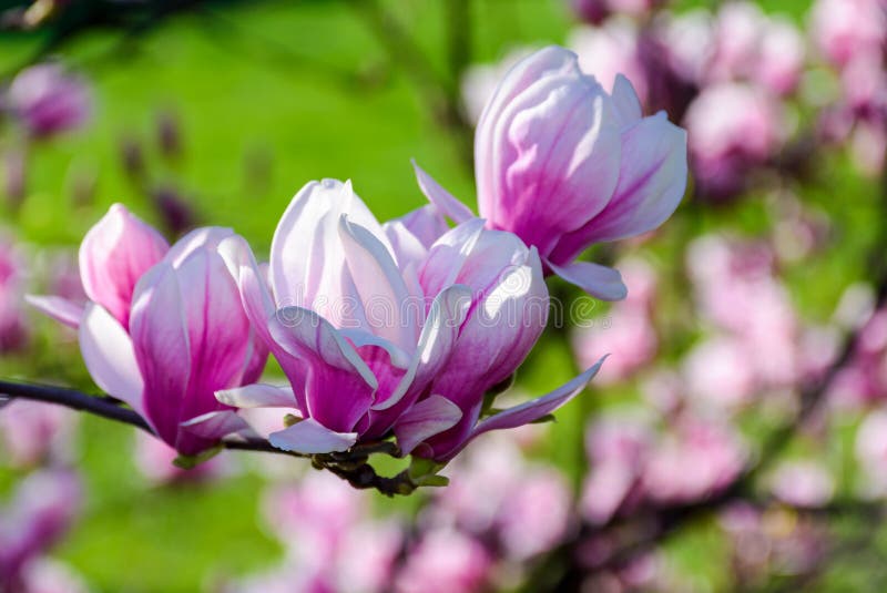 Blossom of magnolia tree in springtime. lovely nature background with vivid colours