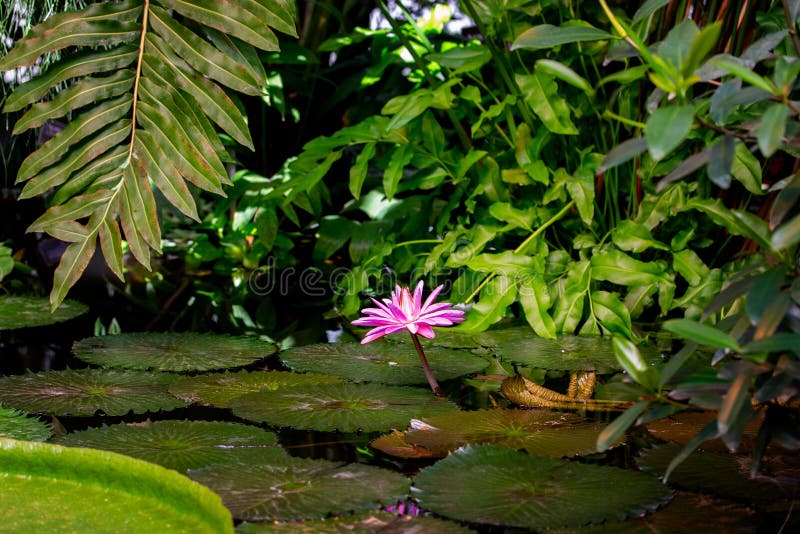 27,433 Rainforest Wallpaper Stock Photos - Free & Royalty-Free Stock Photos from Dreamstime 27,433 Rainforest Wallpaper Stock Photos - Free & Royalty-Free Stock Photos from Dreamstime