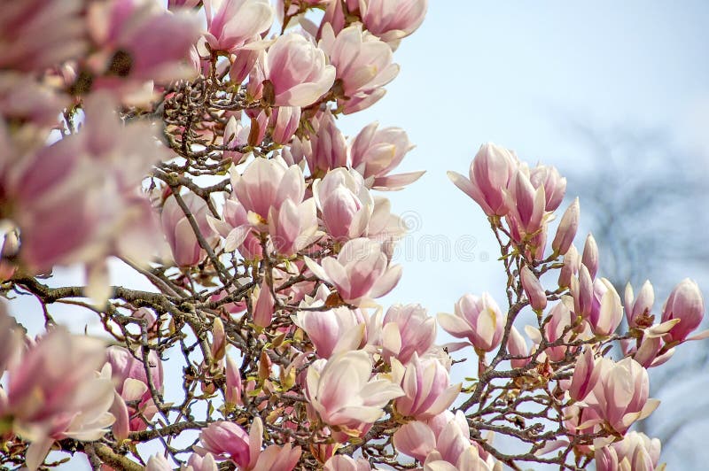 Blossom pink magnolia royalty free stock photos Blossom pink magnolia royalty free stock photos