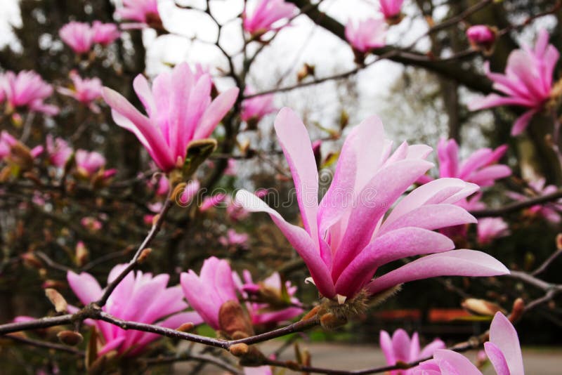 Blossom pink magnolia