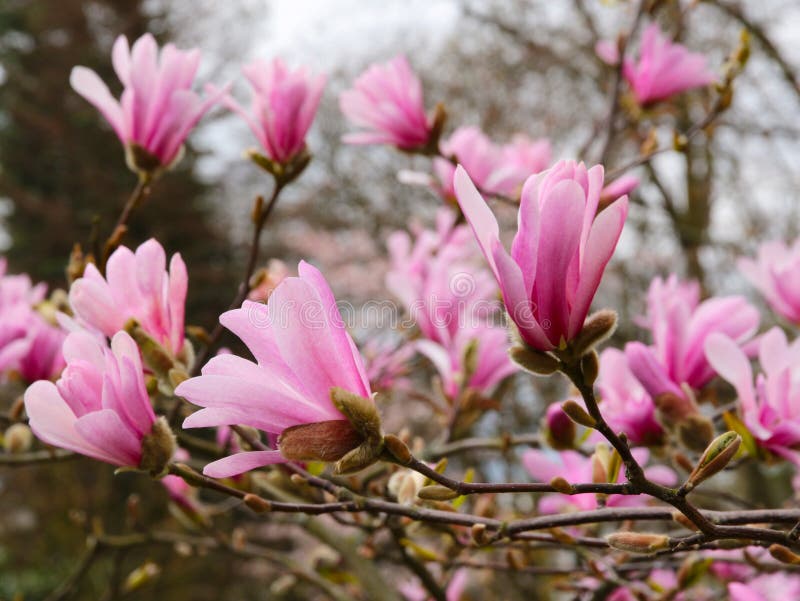 Blossom pink magnolia