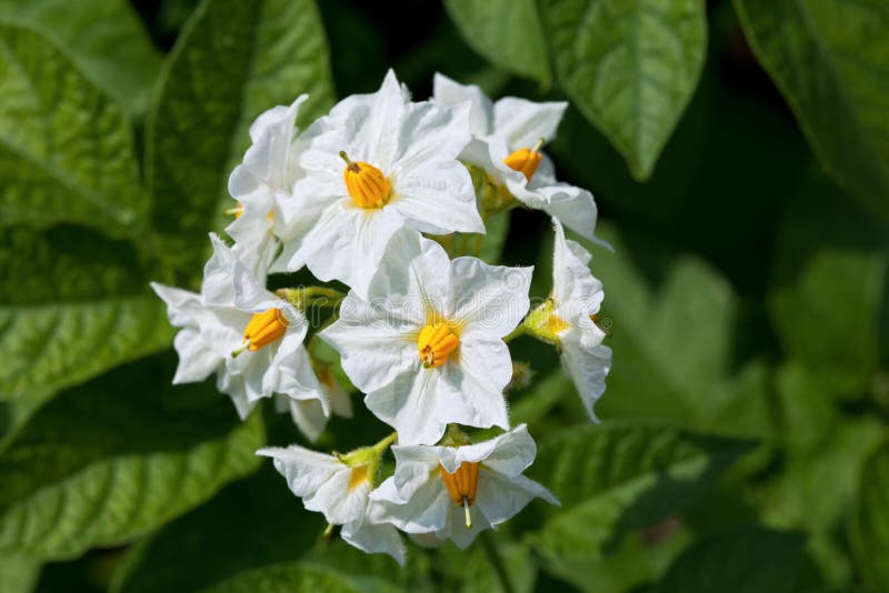Potato blossom stock photo. Image of blossoming, green 72334166