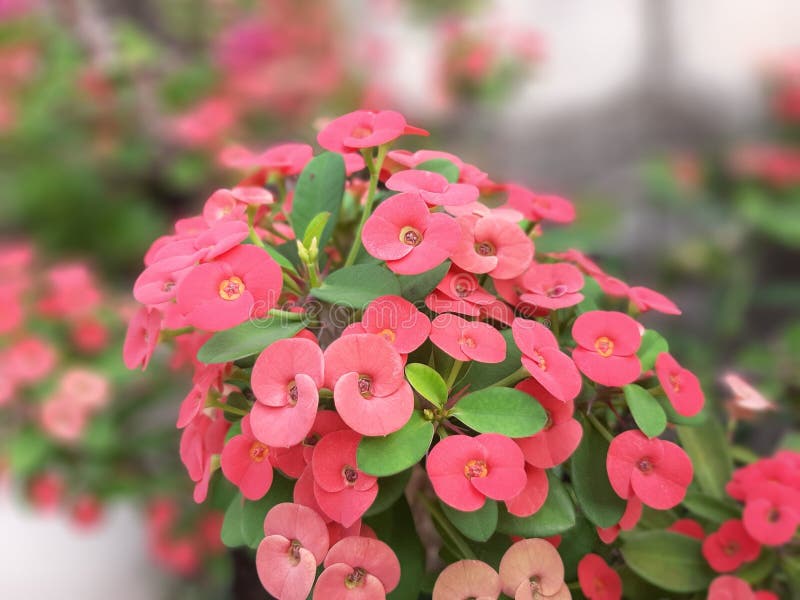 Blossom red flowers of Crown of thorns plant, Christ thorn, Euphorbia milii desmoul