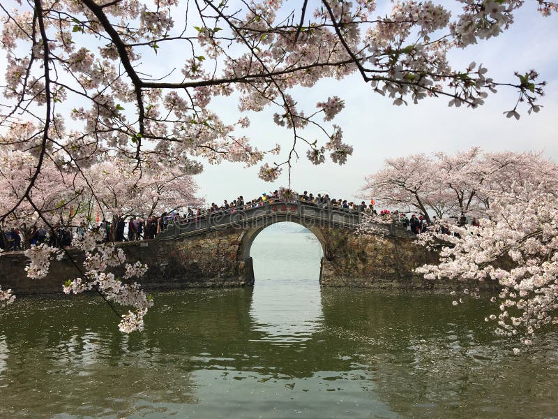 Blossom Sakura with bridge near the Taihu lake royalty free stock image Blossom Sakura with bridge near the Taihu lake royalty free stock image