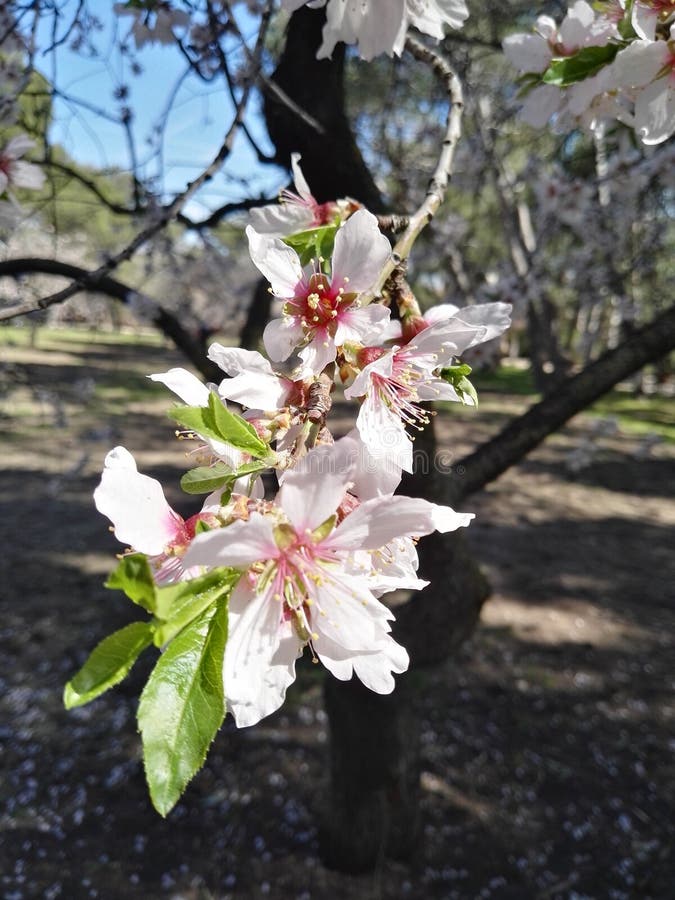 Branch, Plant, Blossom, Spring Picture. Image: 132861557