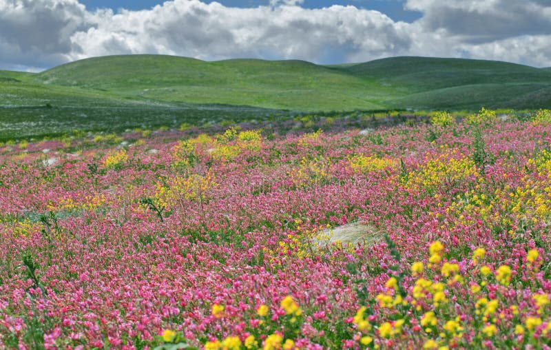 Blossom steppe. stock photo