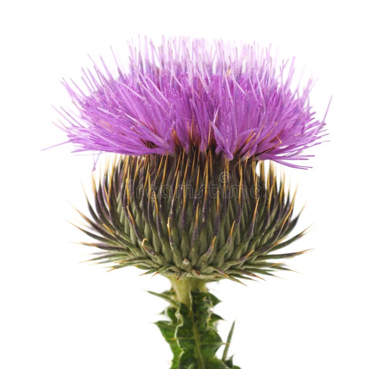 A Thistle With Thorns But Beautiful Blossom Stock Photo Image of