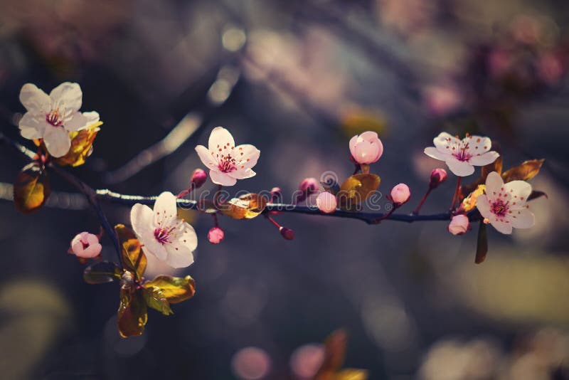 Blossom tree. Nature background in sunny day. Spring flowers. Beautiful Orchard and abstract blurred background. Concept for sprin stock photography Blossom tree. Nature background in sunny day. Spring flowers. Beautiful Orchard and abstract blurred background. Concept for sprin stock photography
