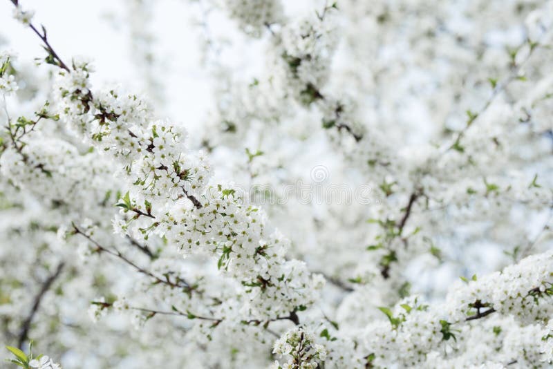 Blossom tree over nature bokeh background. Spring flowers. Spring Background