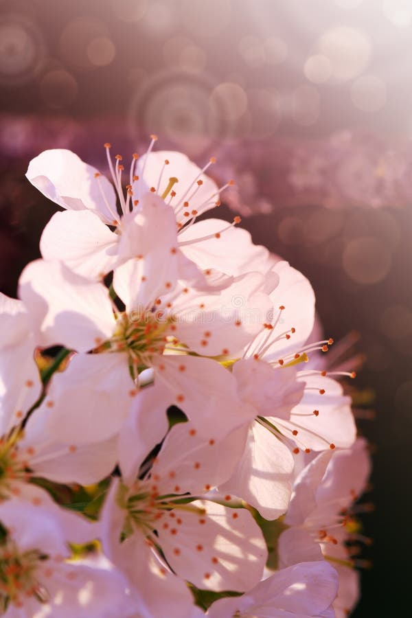 Blossom Tree Over Red Nature Background. Spring Background. Stock Photo ...