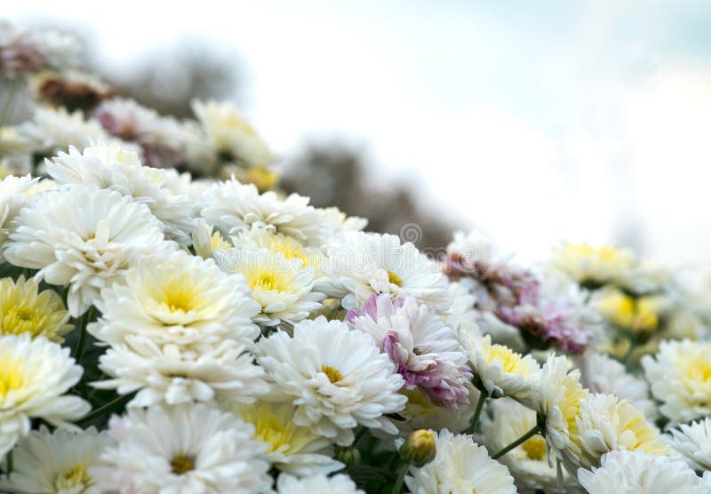 Blossom white, yellow and pink chamomile, chrysanthemum. Abstract floral natural background, spring flowers stock images Blossom white, yellow and pink chamomile, chrysanthemum. Abstract floral natural background, spring flowers stock images