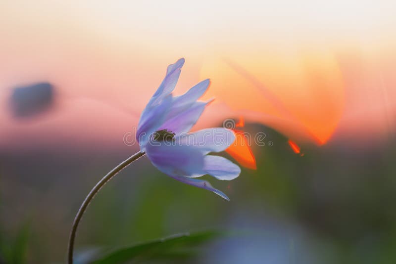 Blossom of a wood anemone at sunset