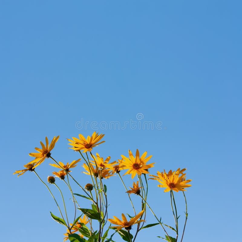 Blossom Yellow Flowers on a Blue Background Stock Photo Image of