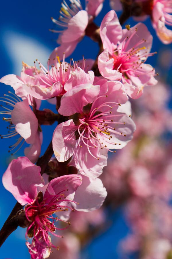 Blossomed apricot tree in spring