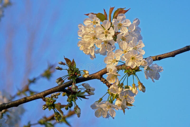 Blossomflowers brancos da cereja - Prunus fotografia de stock royalty free Blossomflowers brancos da cereja - Prunus fotografia de stock royalty free