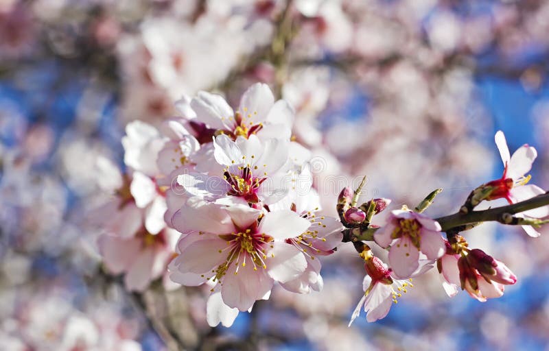 Blossoming almond branch stock image. Image of blue, outside - 39225023