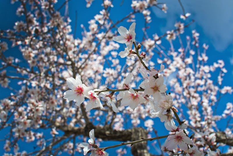 Blossoming almond trees