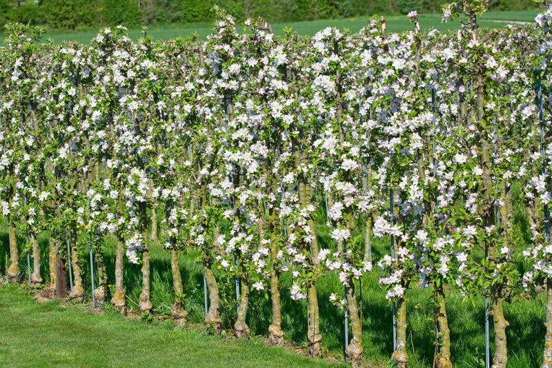 Apple garden