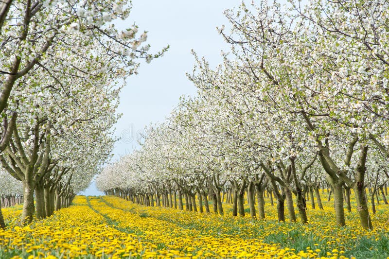 Blossoming apple orchard