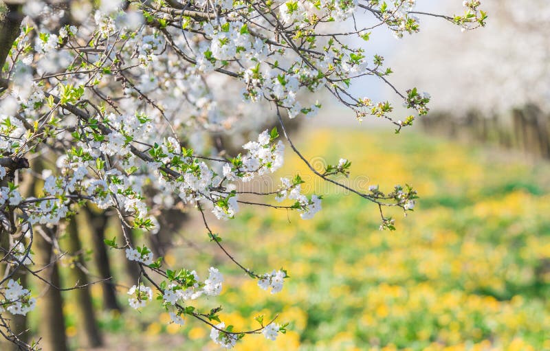 Blossoming apple orchard in spring time