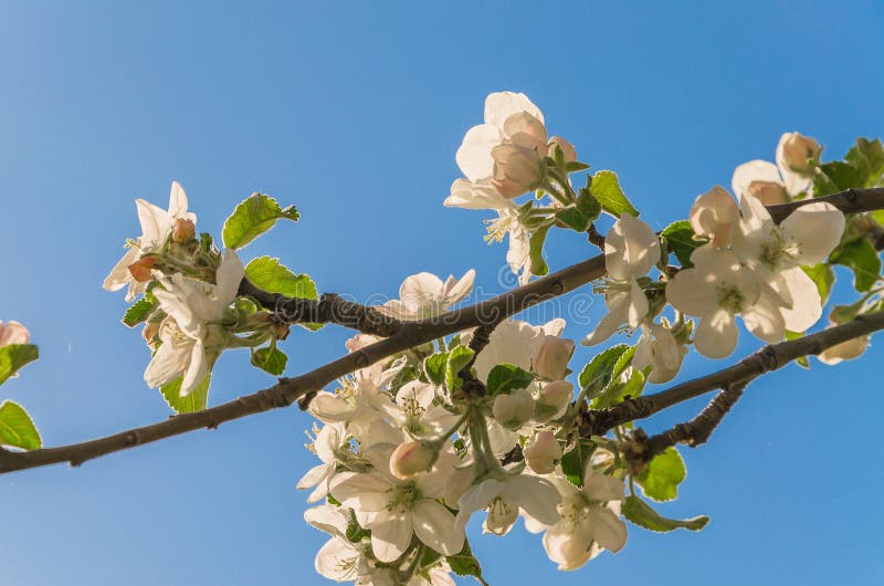 Blossoming apple tree on a background of blue sky royalty free stock image