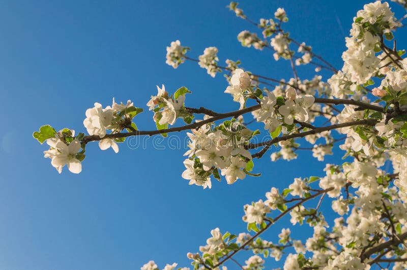 Blossoming apple tree on a background of blue sky stock images