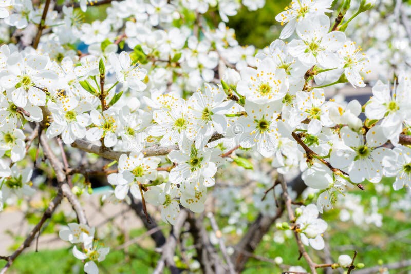 Blossoming apple tree Malus prunifolia, Chinese apple, Chinese crabapple spread the fragrant aroma. The apple tree in the full royalty free stock image Blossoming apple tree Malus prunifolia, Chinese apple, Chinese crabapple spread the fragrant aroma. The apple tree in the full royalty free stock image