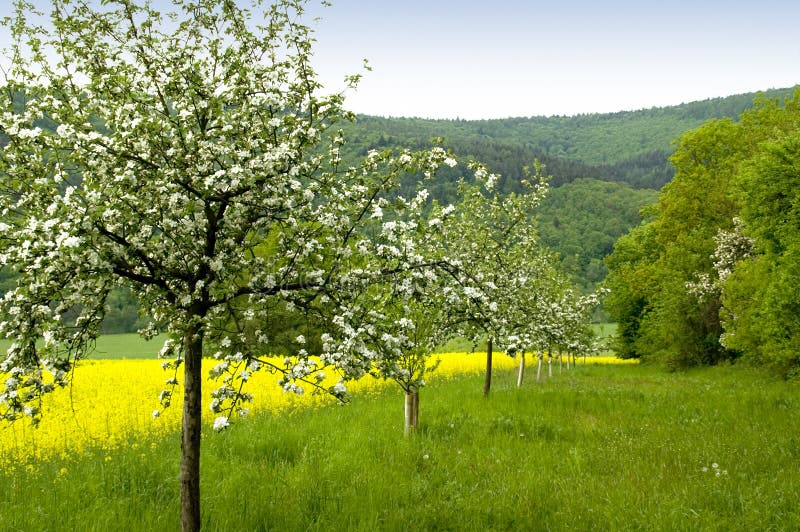 Blossoming of the apple trees