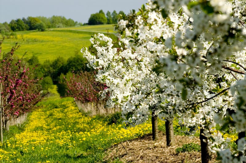 Blossoming of the apple trees