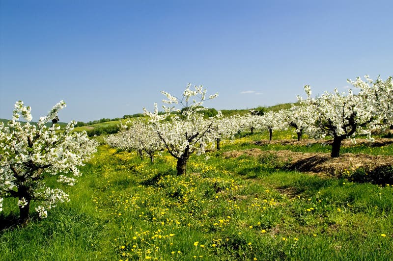 Blossoming of the apple trees