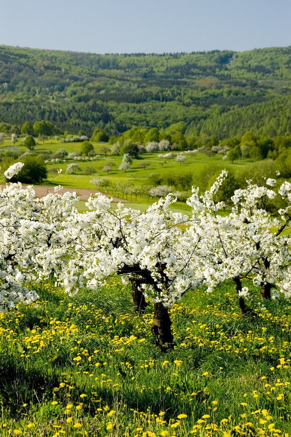 Blossoming of the apple trees