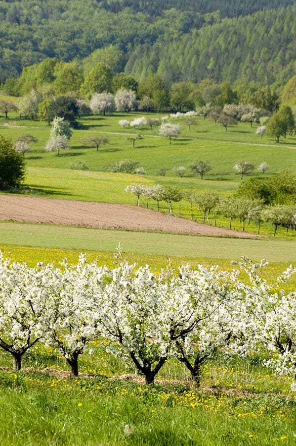 Blossoming of the apple trees