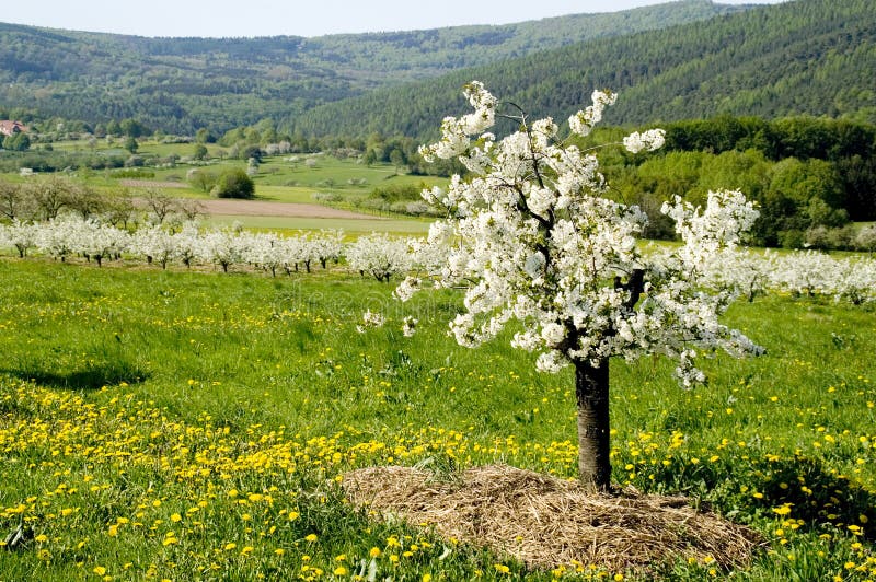 Blossoming of the apple trees