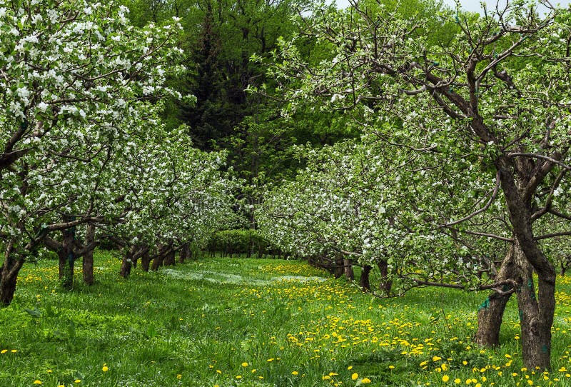 Blossoming Appletree Garden Stock Photo Image of appletree, growth