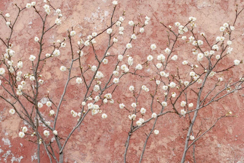 Blossoming apricot tree sprigs on a pink background, with room for text. Symbolizing the onset of spring, Mother&#x27;s royalty free stock photo