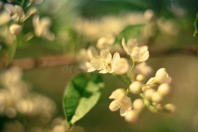 Blossoming bird cherry. Flowers bird cherry tree