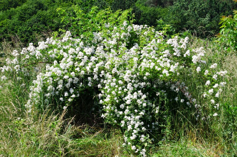 Blossoming bush