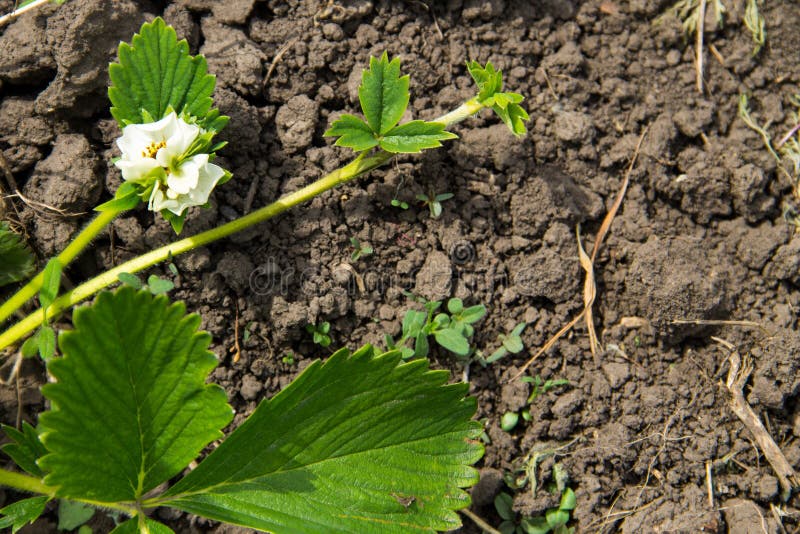 Blossoming bush of strawberry in garden on spring