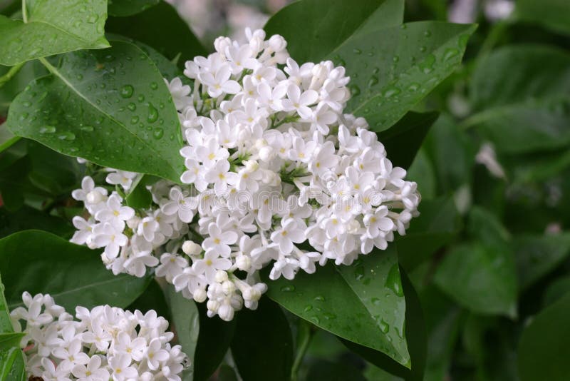 The blossoming bush White  Lilac a close up horizontally. The blossoming lilac in the sprin.