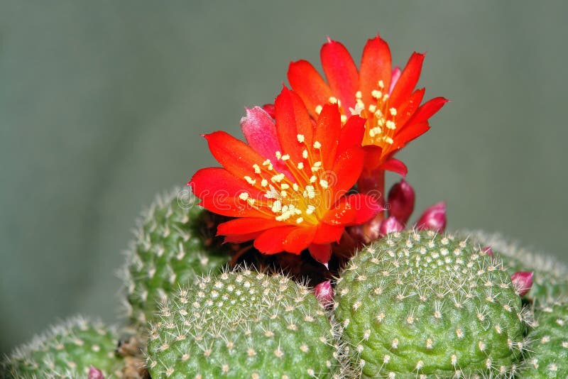 Blossoming cactus.