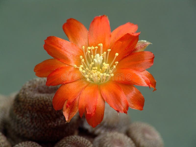 Blossoming cactus Aylostera heliosa.