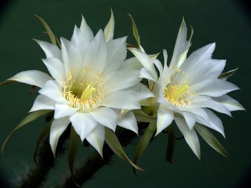 Blossoming cactus of family Echinopsis.