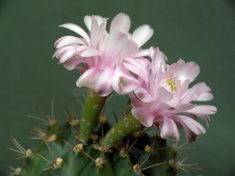 Blossoming cactus of family Gymnocalicium.